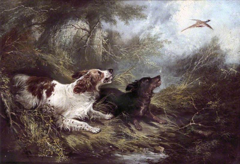 Two Spaniels Putting Up a Pheasant