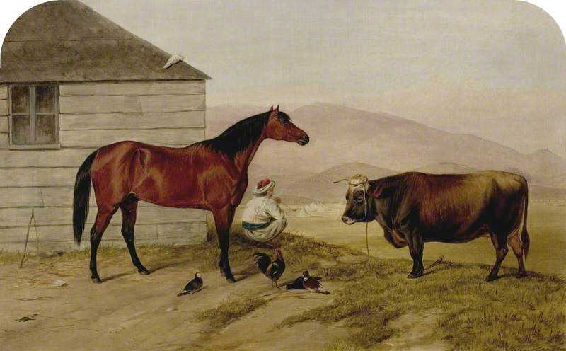 The Turkish Pony 'Bobby', the Cock from Sebastopol, the Cow from the Valley of Baidar, and the Pigeon from Colonel Zarhoski (Commandant of Fort Constatine)