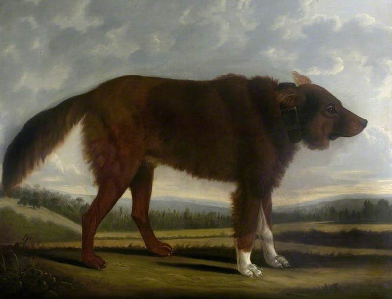 Lord Byron's Dog 'Lyon' (The Wolf Dog)