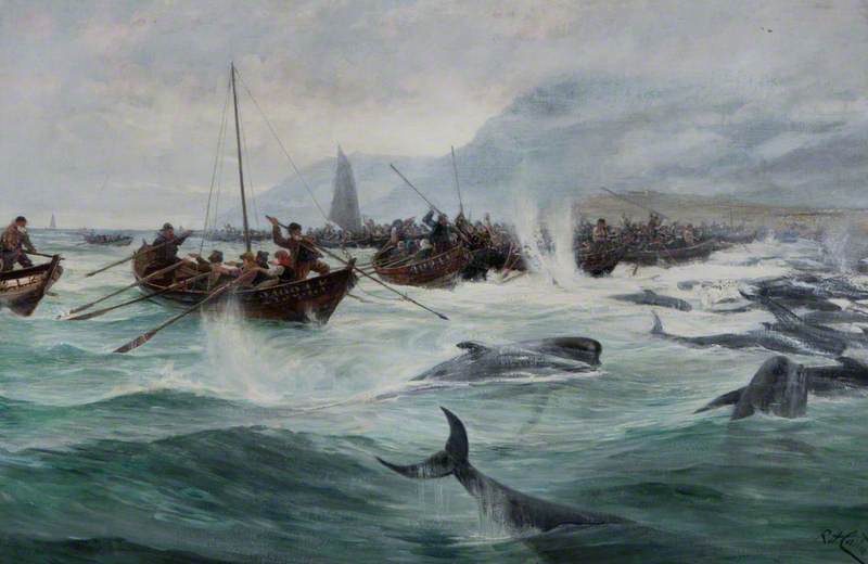 Driving Bottle-Nosed Whales – Shetland, 1891