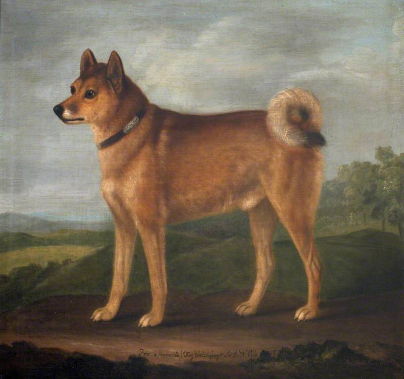 'Fox', a Favourite Dog of Sir John William De la Pole, Bt