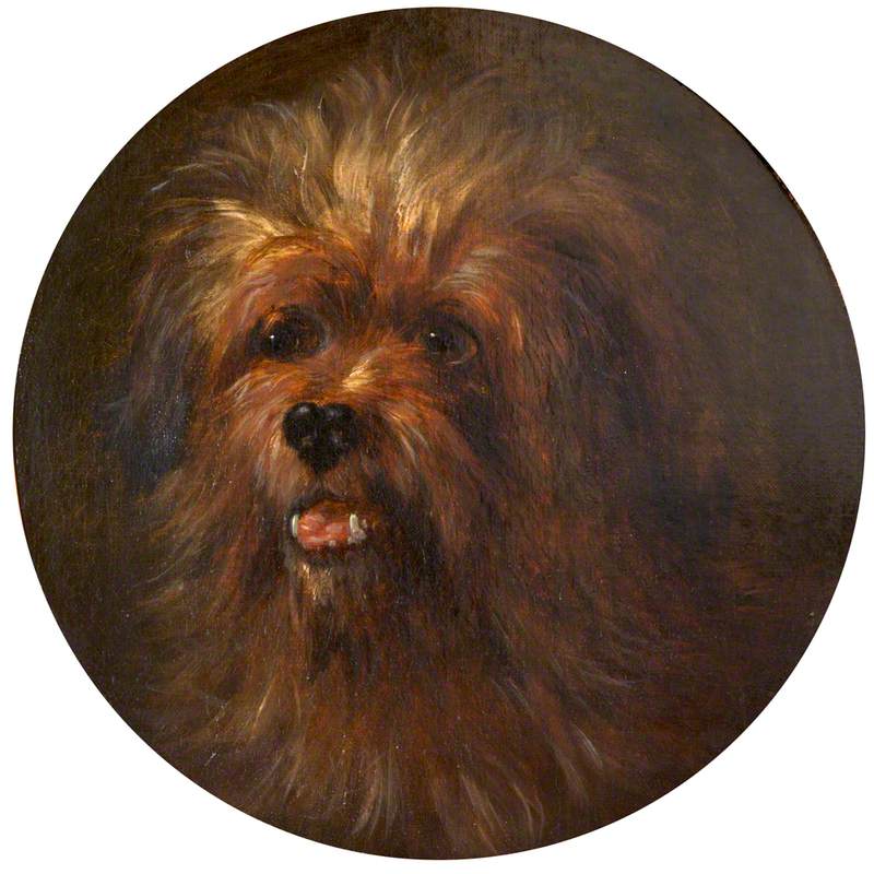 Head of a Yorkshire Terrier
