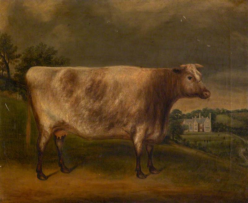 'Waterwitch', Prize Cow, Winner of the First Prize at Totnes, 1851