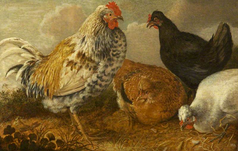 Cockerel and Three Hens