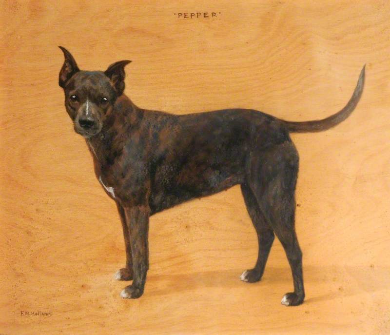 'Pepper', a Brown Bull Terrier