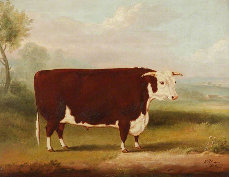 Hereford Bull