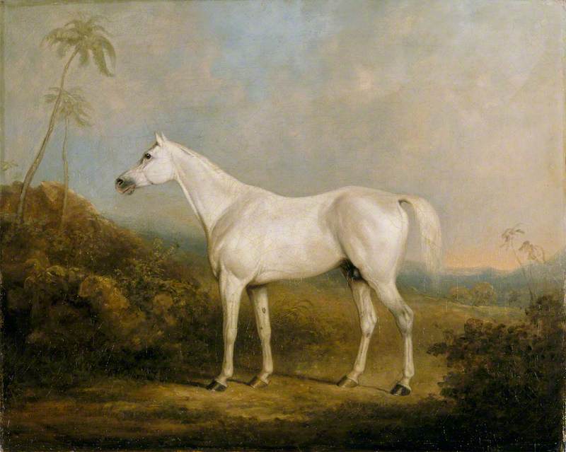 'Graniki', a Grey Arab Stallion in an Indian Landscape 