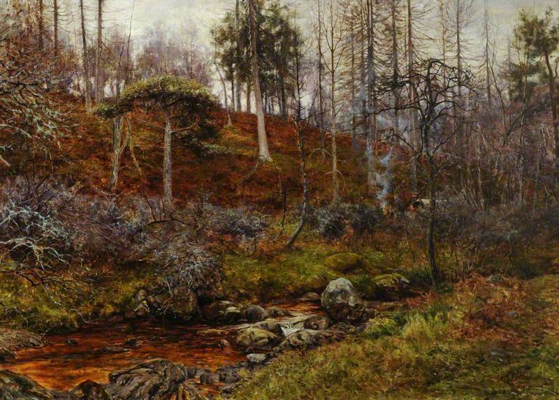 Scene in a Pine Forest with a Stream