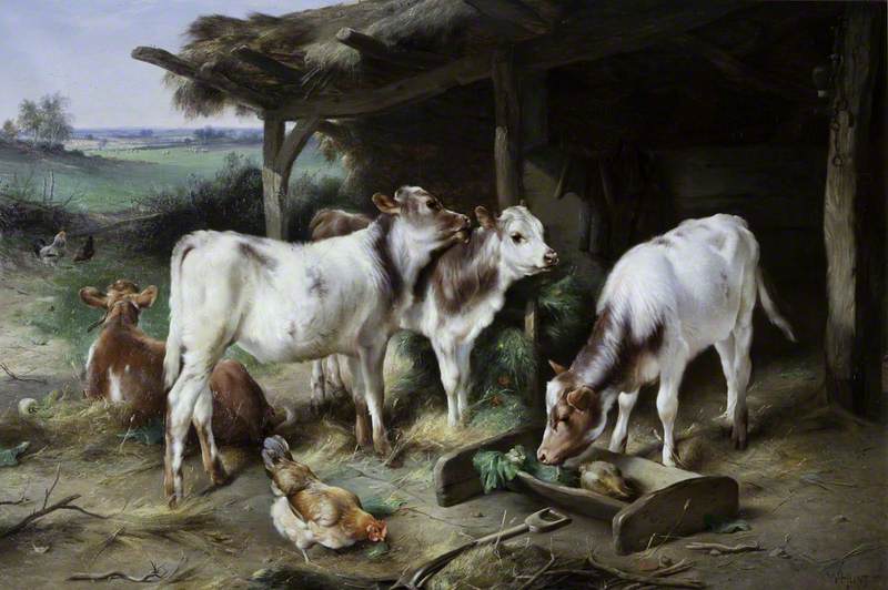 Calves and Poultry