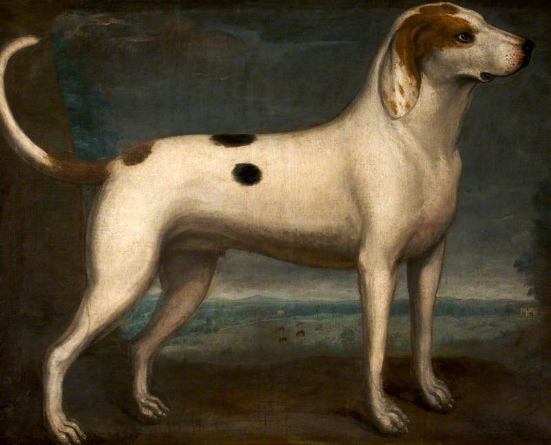 A Spotted Hound