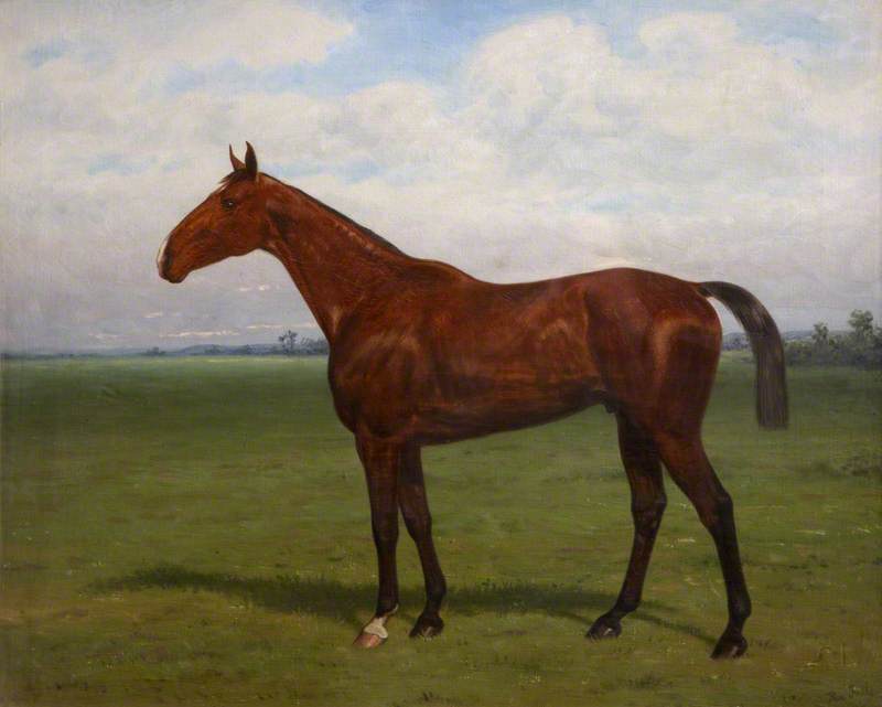 'Conspirator', a Chestnut Horse Standing in a Field