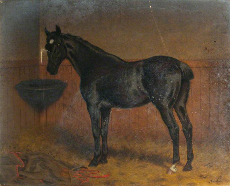 'Blackbird', a Dark Bay Racehorse in a Stable