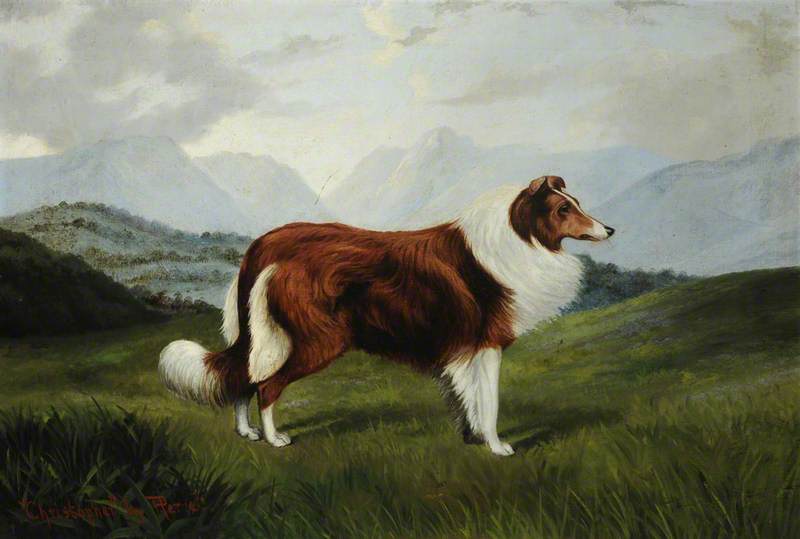 'Christopher': A Collie Dog in a Lake District Landscape