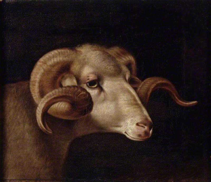 A Corsican Goat's Head, Facing Right