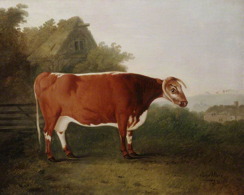 'Broken-Horned Beauty': A Cow
