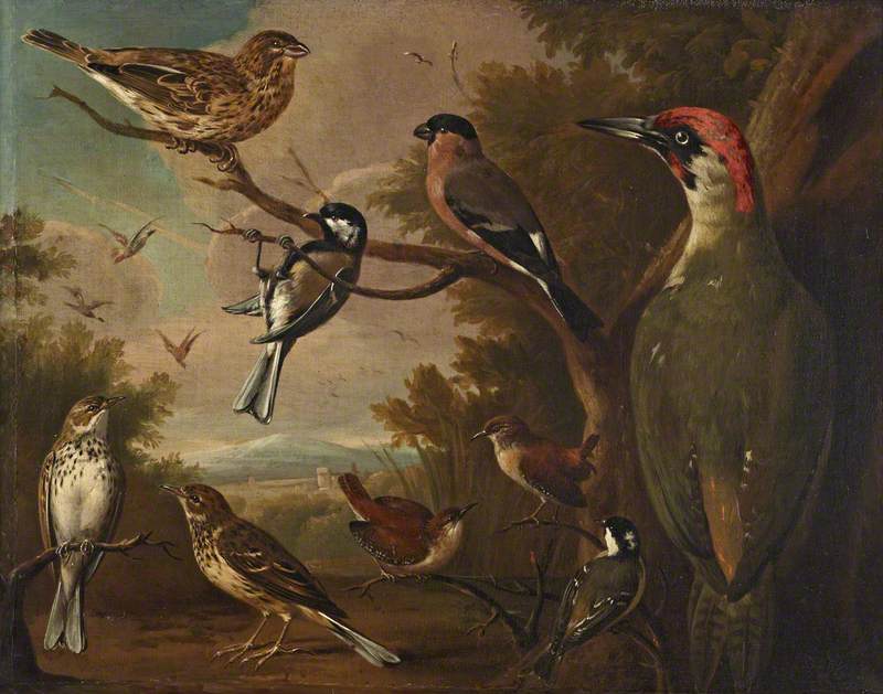 British Birds: Corn Bunting; Great Tit; Bullfinch; Green Woodpecker; Pipits; Wrens; and a Coal Tit