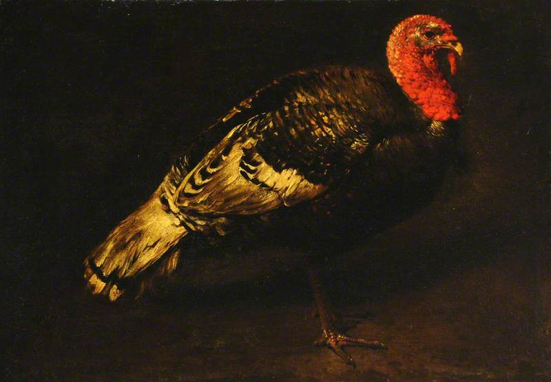 A Turkey Cock