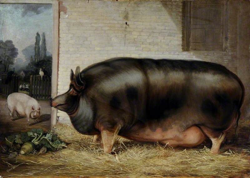 A Prize Boar in a Sty