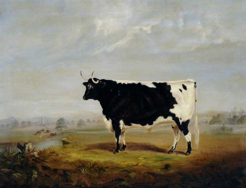 A Black and White Bull in a Landscape