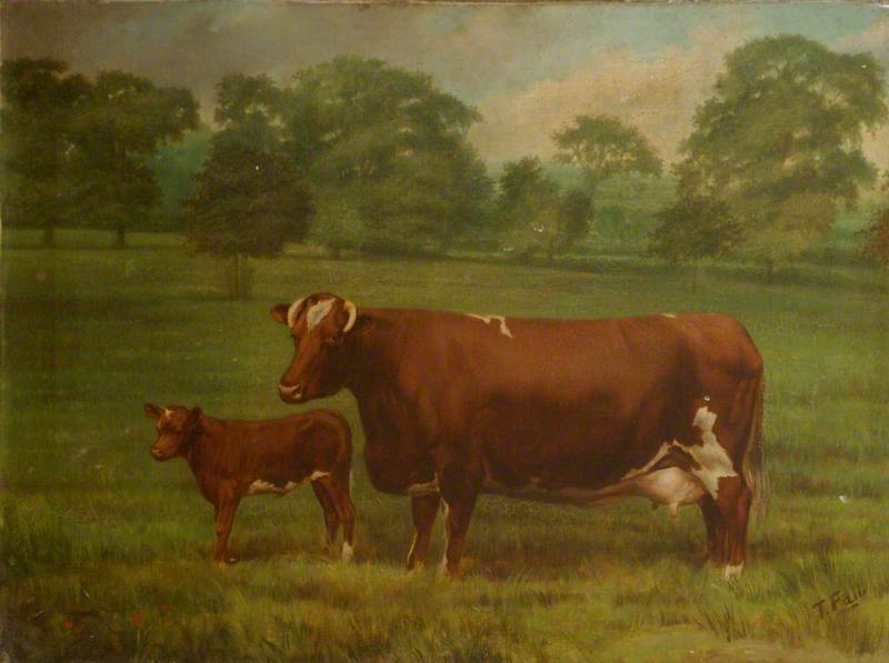 'Miss Belladrum' and Calf