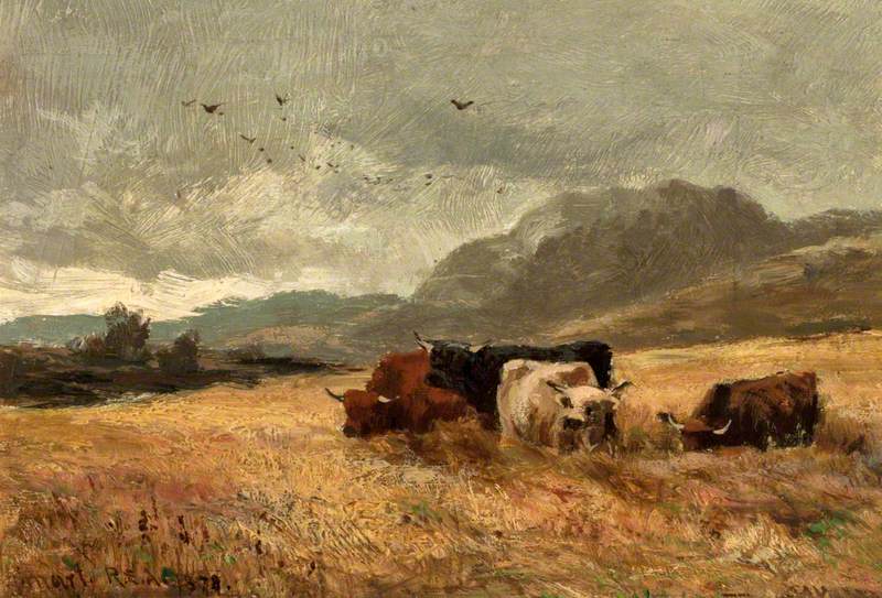 Highland Cattle in Cornfield