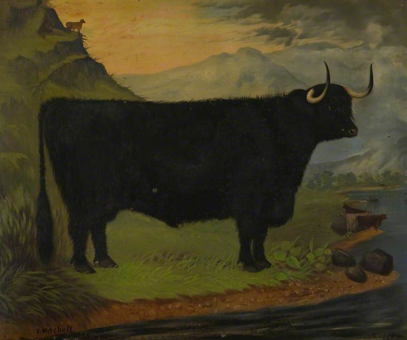 A Black Highland Bull in a Highland Landscape