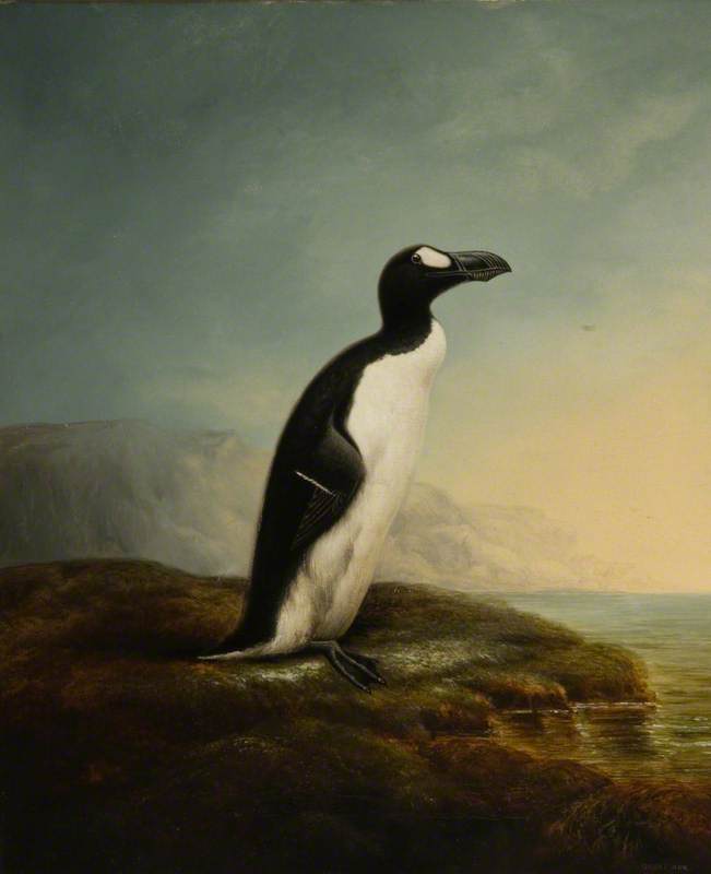 The Great Auk