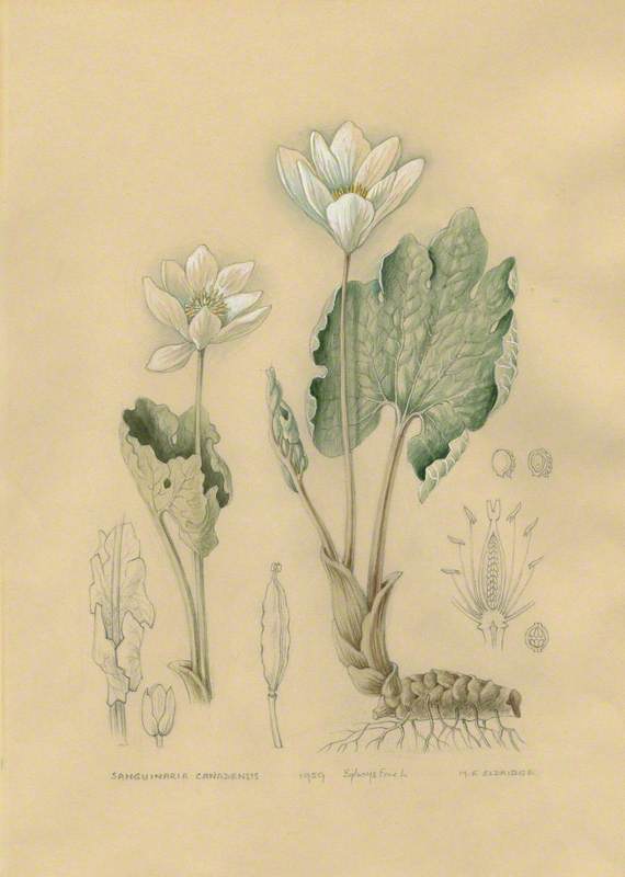 Sanguinaria Canadensis