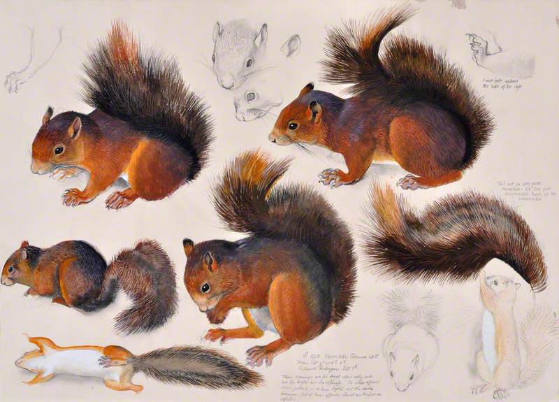 Gwiwer Goch / Red Squirrel