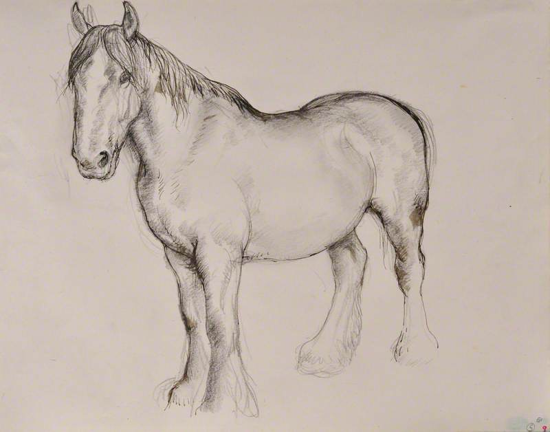 Ceffyl Gwedd / Shire Horse
