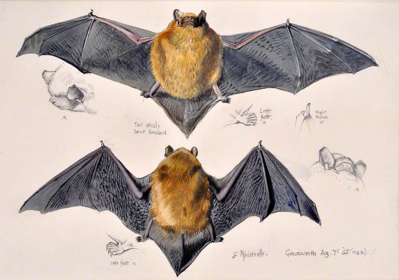Ystlum Pipistrelle / Pipistrelle Bat