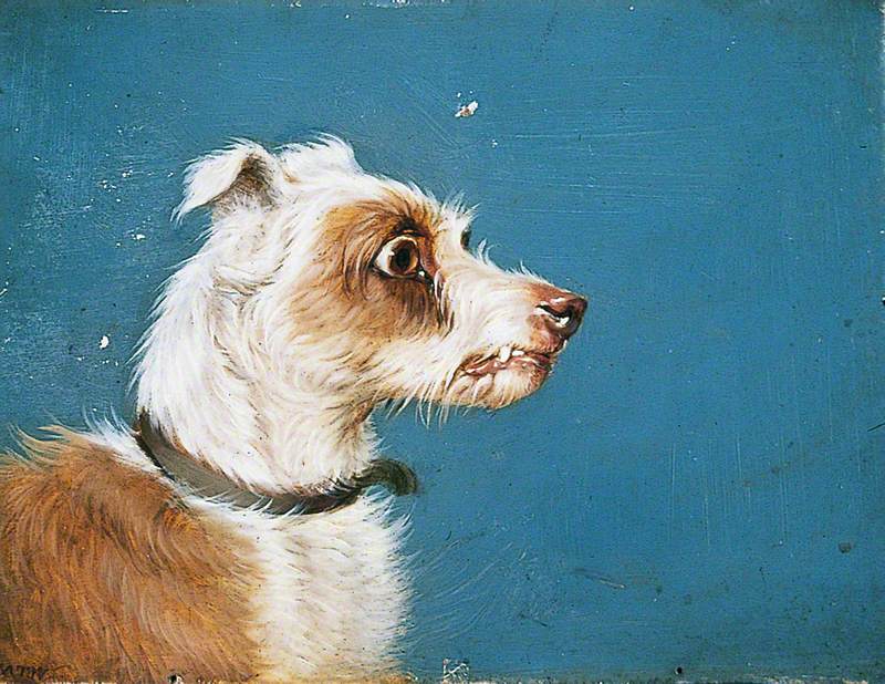 Head of a Terrier