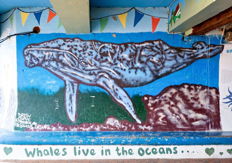 Sea Creatures