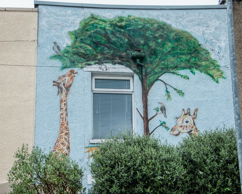 Giraffes