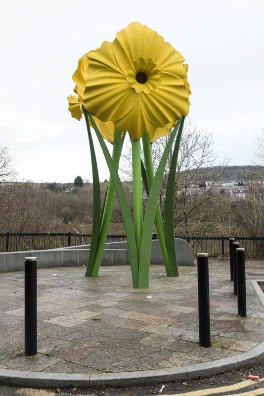 Giant Daffodils