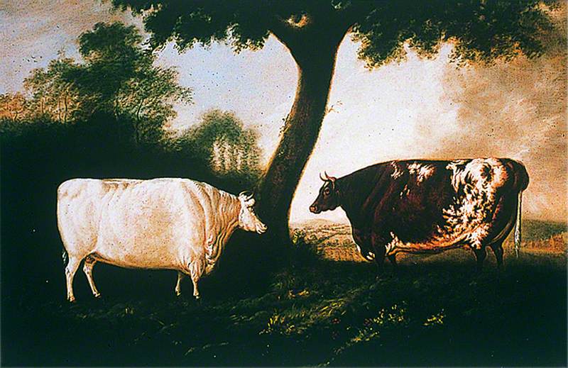 Two Shorthorn Cattle: The White Heifer Which Travelled and Red Rose