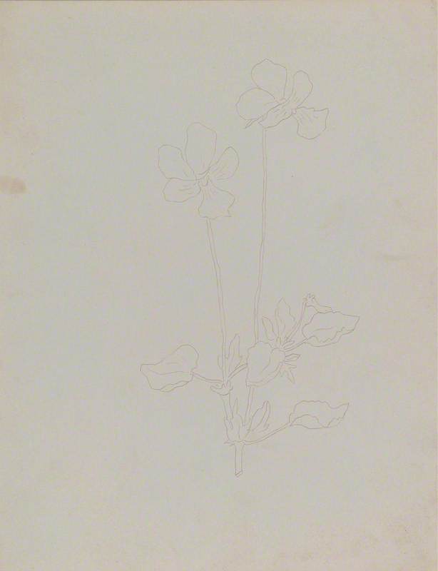 Study of Viola Gracilis