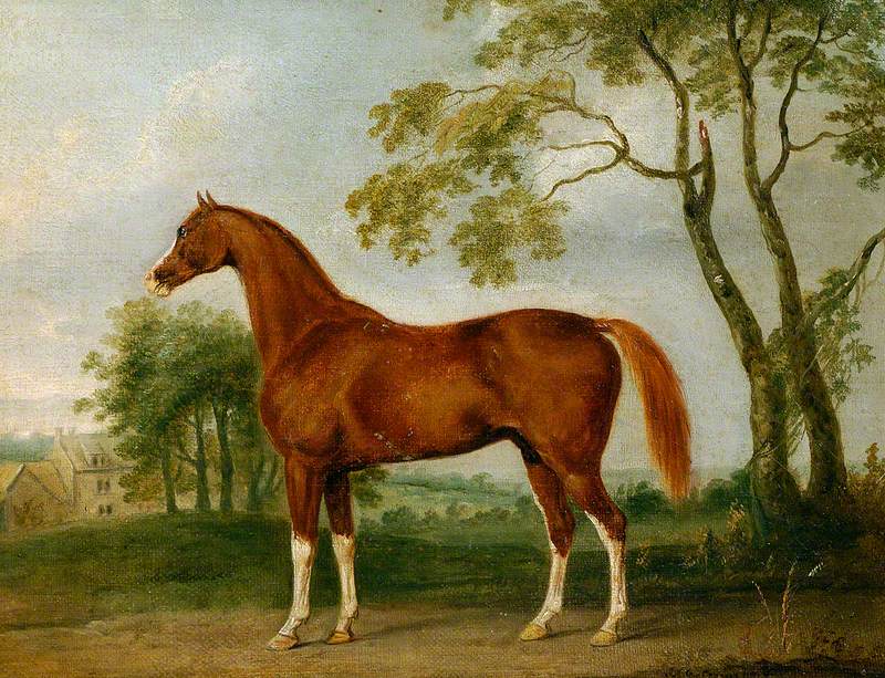 'Grosvenor Arabian'