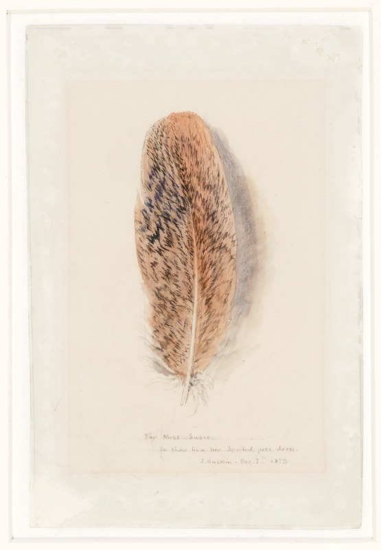 Study of a Peacock Feather