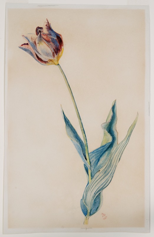 Study of a Tulip