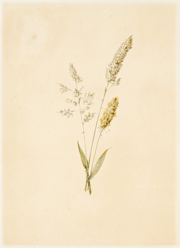 Study of Three Flowering Grass Spikes