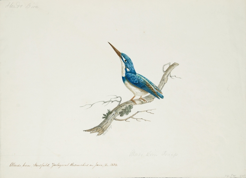 Alcedo biru