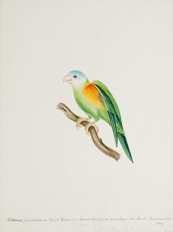 Psittacus pyrrhopterus