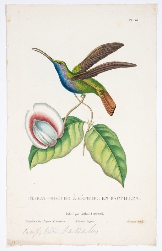 Oiseau-Mouche à Rémiges en Faucilles