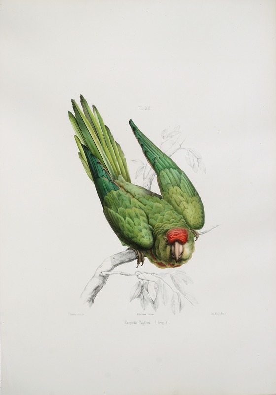 Evopsitta Wagleri