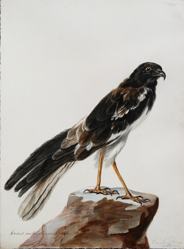 Pied Harrier