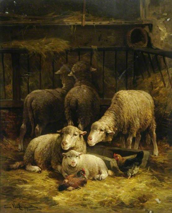 Sheep and Poultry
