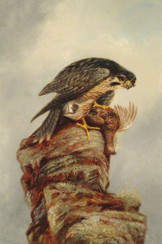 Birds of Prey, Falcon and Dead Bird
