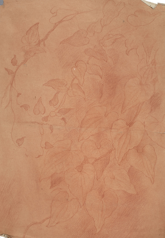 Study of Leaves