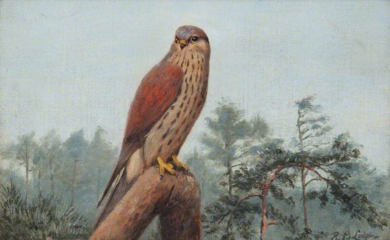 Kestrel